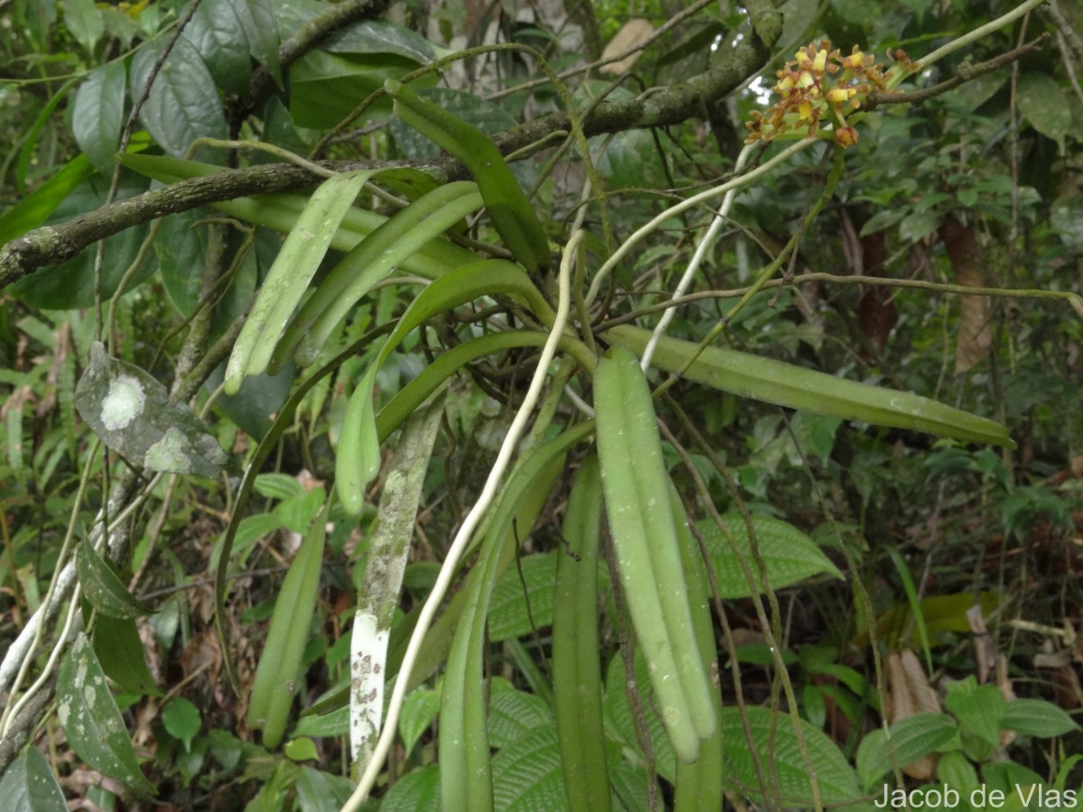 Pomatocalpa maculosum subsp. maculosum (Lindl.) J.J.Sm.